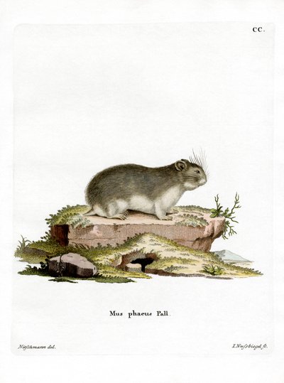 Little Grey Hamster by German School