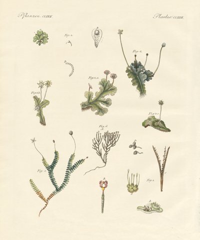 Liverworts by German School
