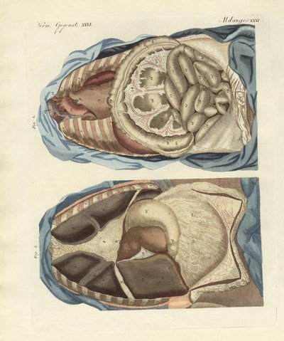 Location of intestines in the human body by German School