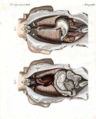 Location of intestines in the human body by German School