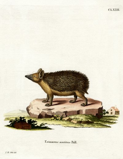 Long-eared Hedgehog by German School