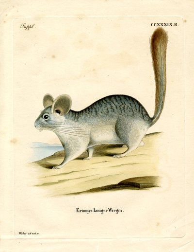 Long-tailed Chinchilla by German School