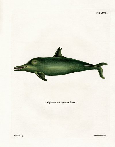Malayan Dolphin by German School