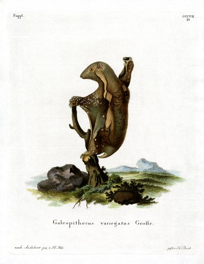 Malayan Flying Lemur by German School