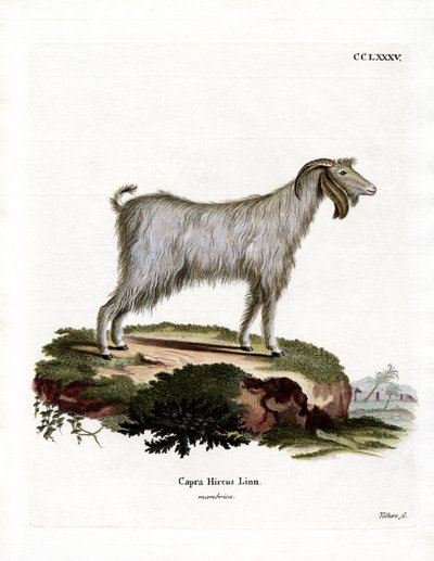 Mamber Goat by German School