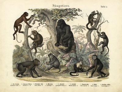 Mammals, c.1860 by German School