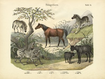 Mammals by German School