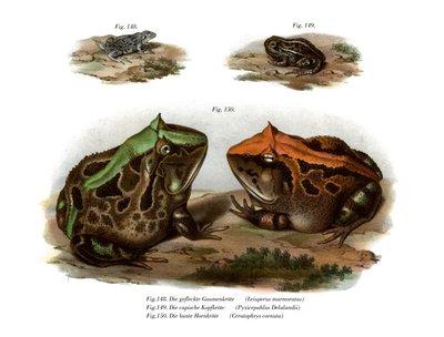 Marbled Four-eyed Frog by German School