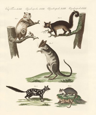 Marsupials by German School
