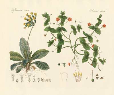 Medical plants by German School