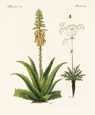Medical Plants by German School