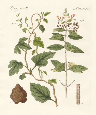 Medical Plants by German School