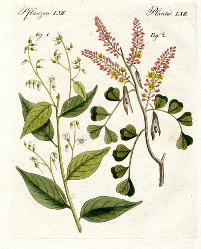 Medical Plants by German School
