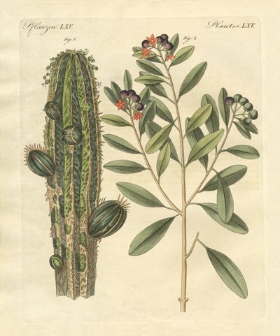 Medical Plants by German School
