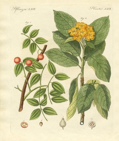 Medical Plants by German School