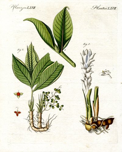 Medical Plants by German School