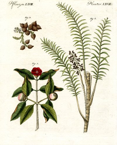 Medical Plants by German School