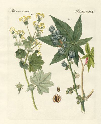 Medical plants by German School
