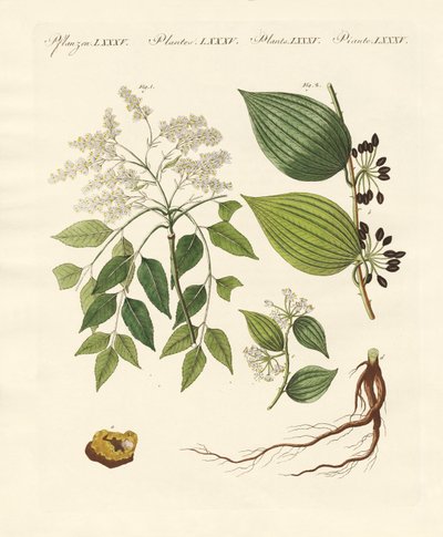Medical Plants by German School