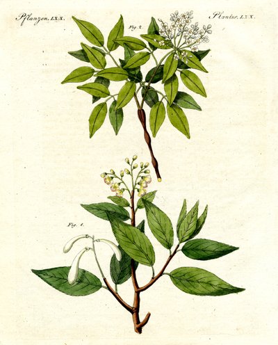 Medical plants by German School