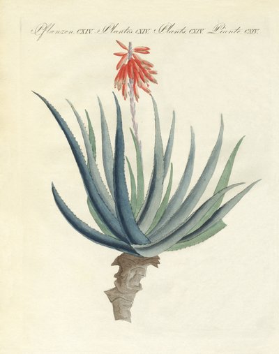Medical Plants by German School