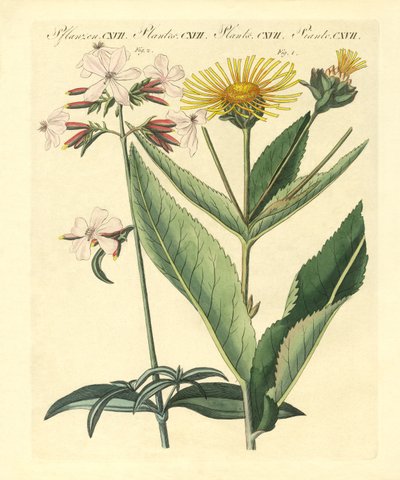 Medical Plants by German School