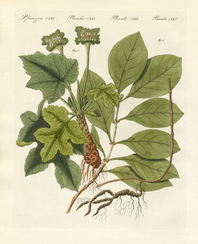 Medical Plants by German School