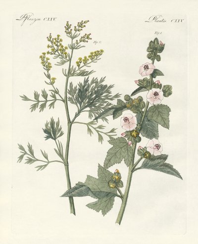 Medical Plants by German School
