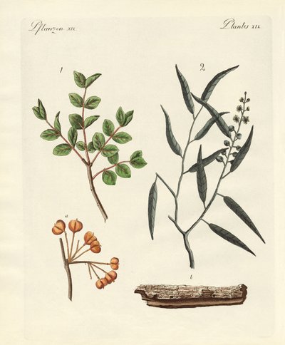 Medicinal Plants by German School