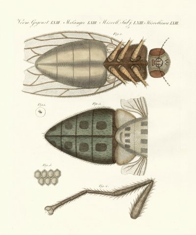 Microscopic view of the housefly by German School