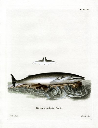 Minke Whale by German School
