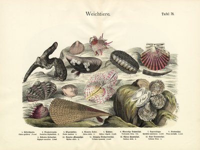 Molluscs by German School