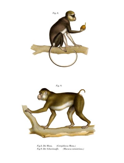 Mona Monkey by German School