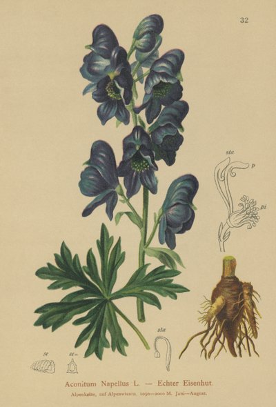 Monkshood by German School