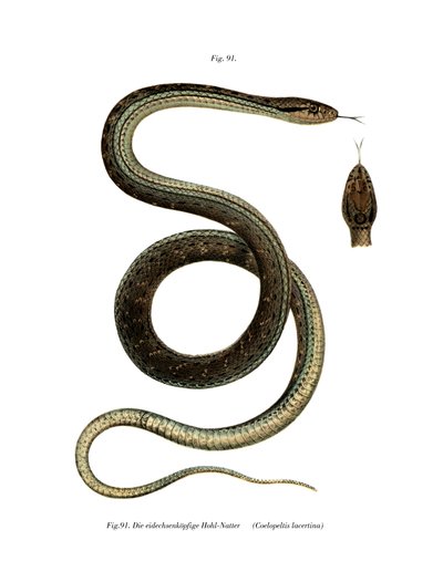 Montpellier Snake by German School