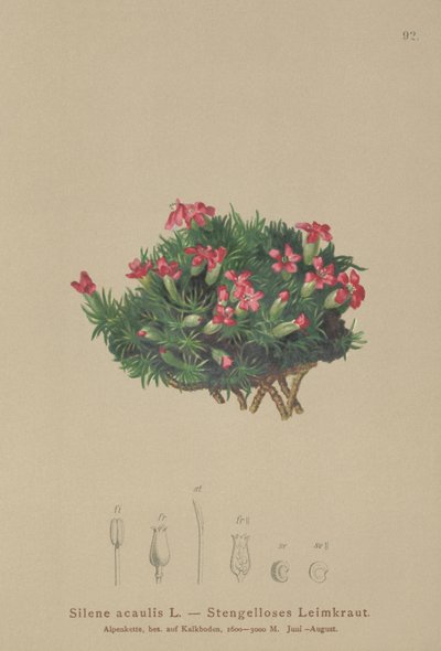 Moss Campion by German School