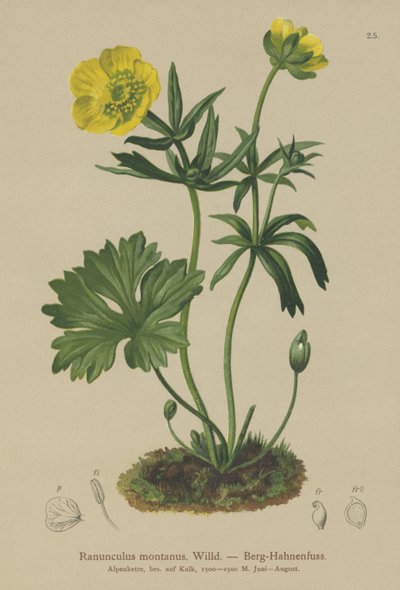 Mountain Crowfoot by German School
