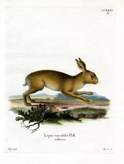 Mountain Hare by German School