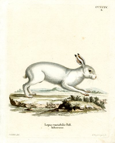 Mountain Hare by German School