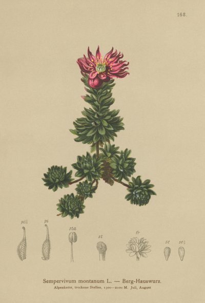 Mountain Houseleek by German School
