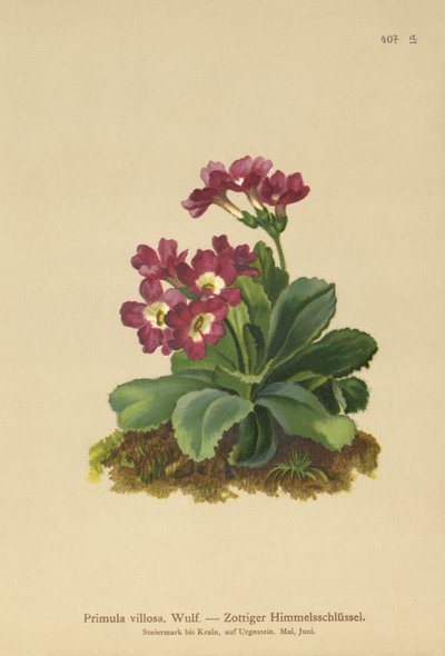 Mountain Primula by German School