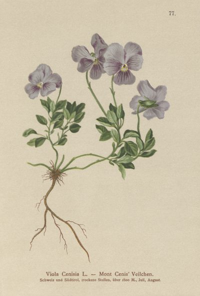 Mt. Cenis Pansy by German School