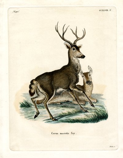 Mule Deer by German School