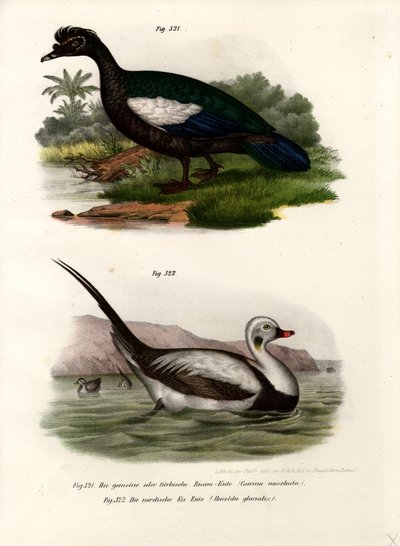 Muscovy Duck by German School