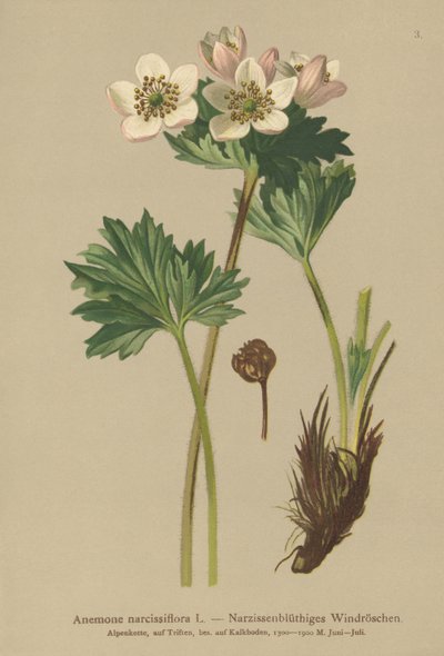 Narcissus-flowering Anemone (Anemone narcissiflora) by German School