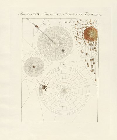 Natural History of the Spider by German School