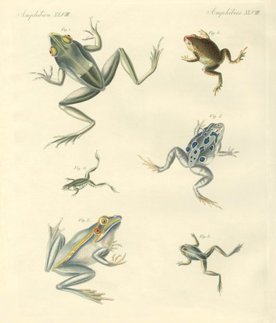 New-discovered Frogs and Toads by German School