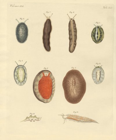 New-found worms by German School