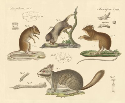 New Rodents by German School