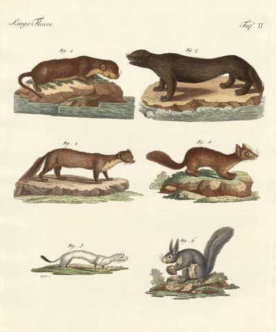 Noble furs by German School